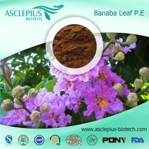 Detholiad Dail Banaba Cyflenwr Powdwr Cyfanwerthu / Y Cynhwysyn Actif yw Asid Corosolig