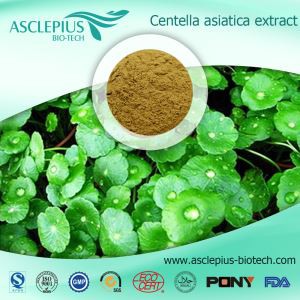 Detholiad Gotu Kola, Powdwr Centella Asiatica L.extract, Asiaticoside, Cyflenwr Asid Asiatic Cyfanwerthu