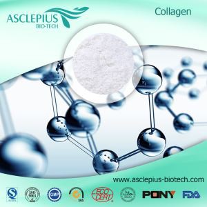 Collagen Protein Atchwanegiadau Powdwr Cyflenwr Cyfanwerthu